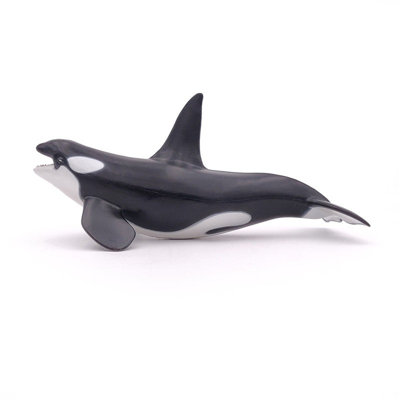Orca