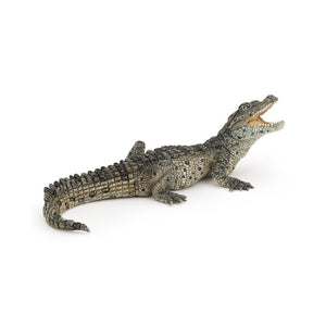 Bebe Cocodrilo
