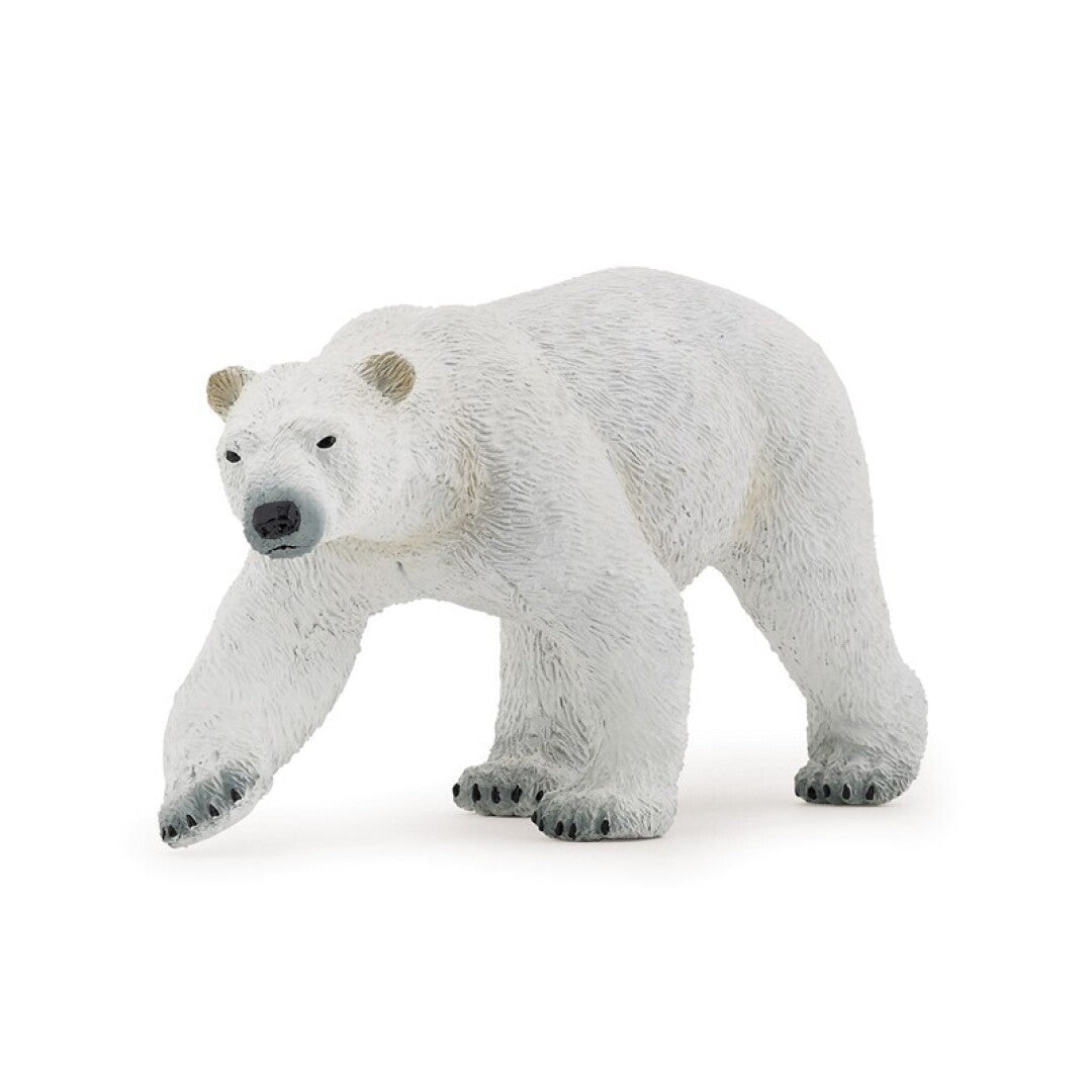 Oso Polar