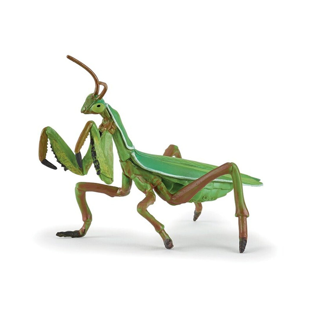 Mantis Religiosa