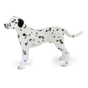 Dalmata