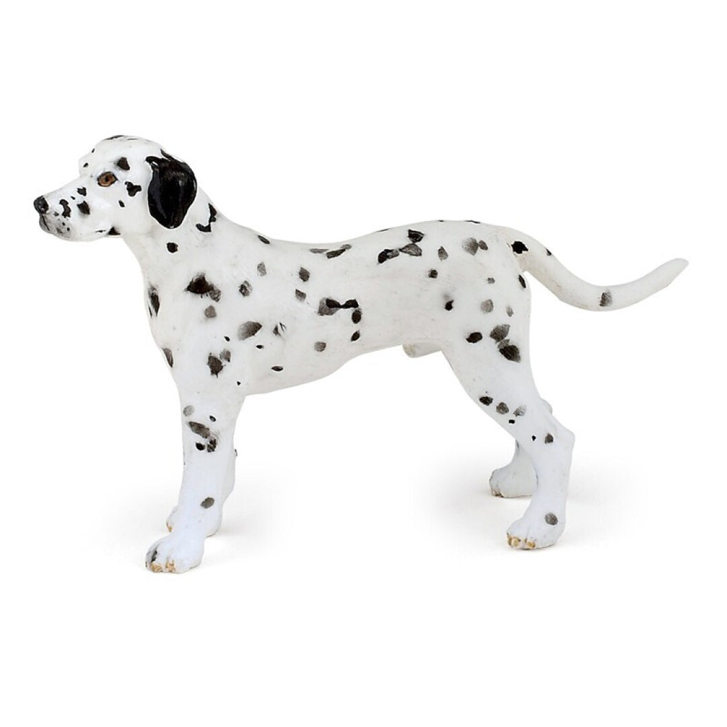 Dalmata