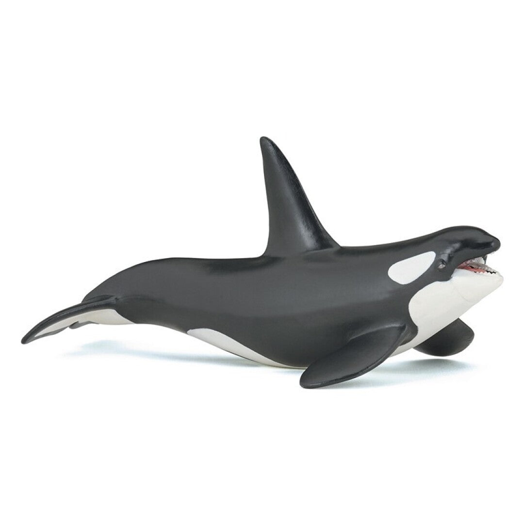 Orca