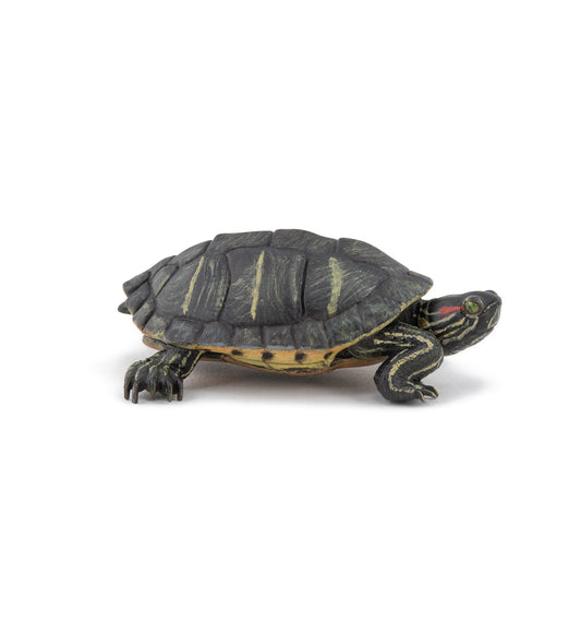 Tortuga de Florida