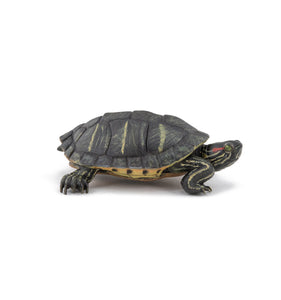 Tortuga de Florida