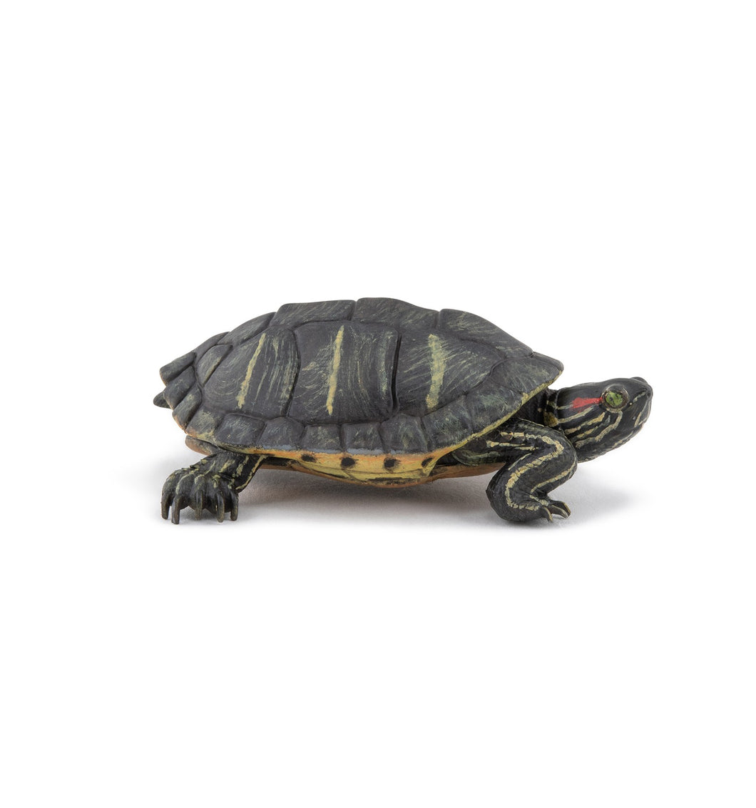 Tortuga de Florida