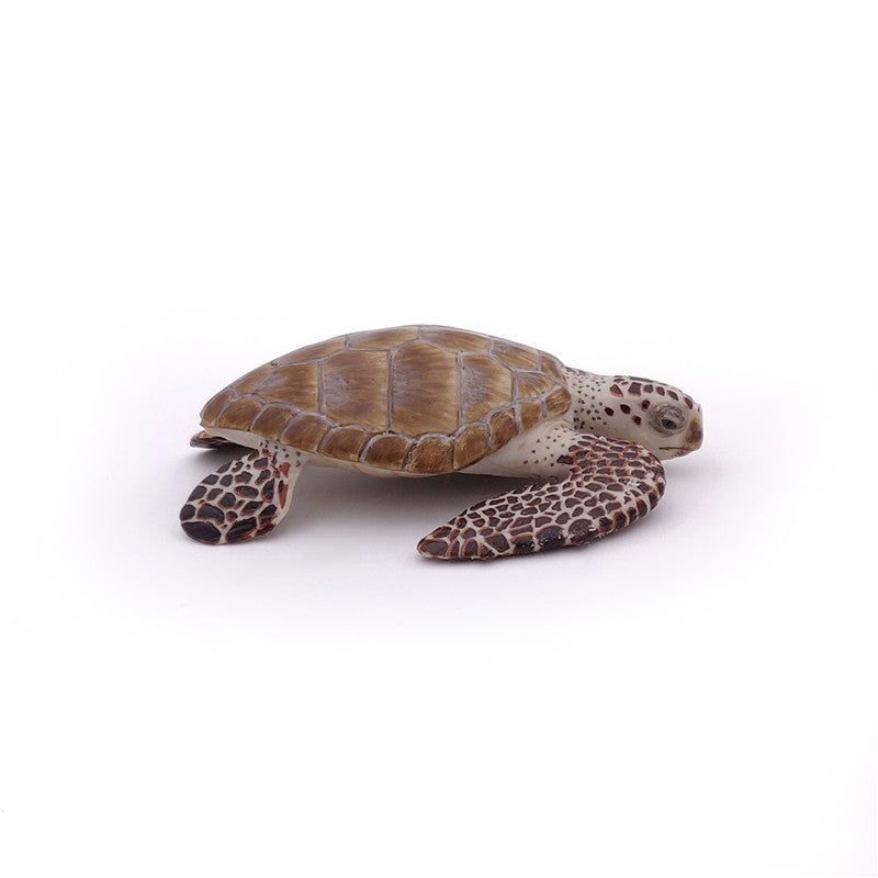 Tortuga de Mar