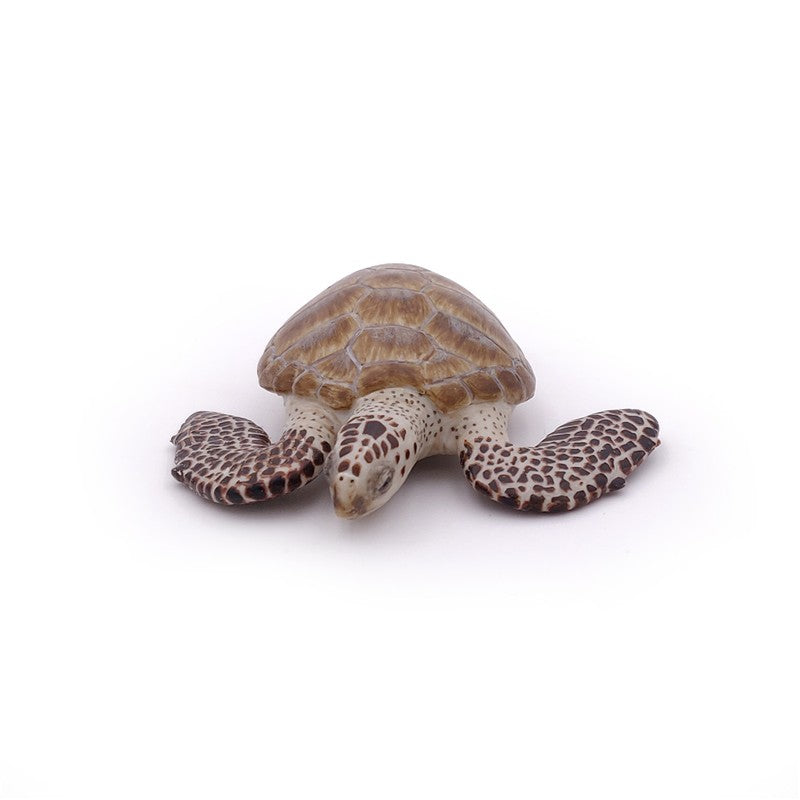 Tortuga de Mar