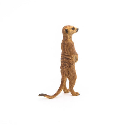 Suricata